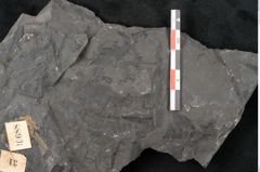 Foto (Detailansicht) von Neuropteris sp.  (NHMW-GEO-2024-0188-10688)